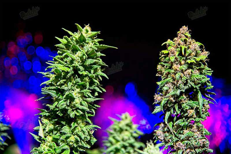 Cannabis Feminized Seeds