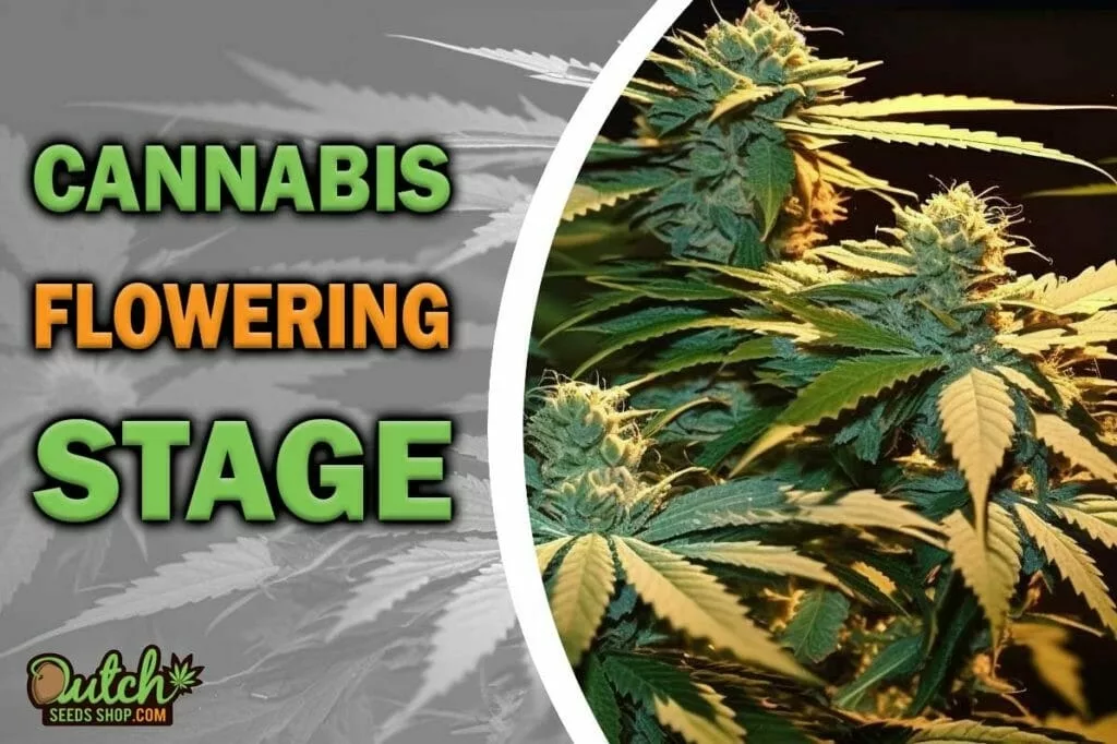 Cannabis Flowering Stage: Timelines and Optimal Conditions
