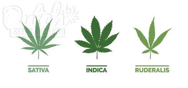 Cannabis Leaf Shapes and Characteristics