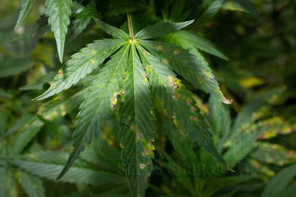 Cannabis Nutrient Deficiencies and Excesses