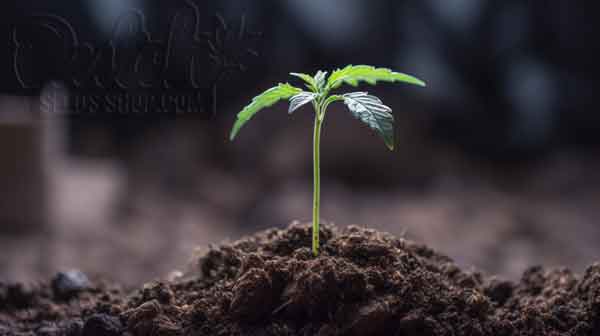 Cannabis Seedlings Stage