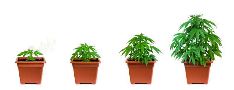 Cannabis Week By Week Grow
