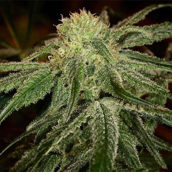 Buy Cannatonic Feminized Weed Seeds Online For Sale - DSS