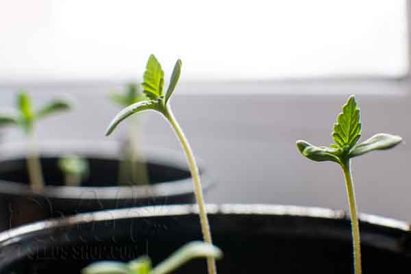 Care And Maintenance From Seed To 2 Week Old Marijuana Seedling