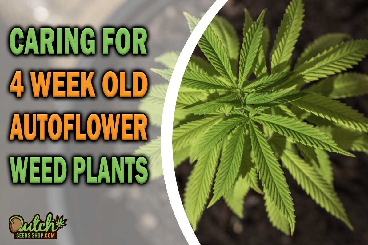 Caring for 4-Week-Old Autoflower Cannabis Plants