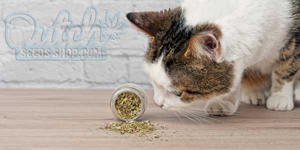 Catnip: Safe and Enjoyable for Cats