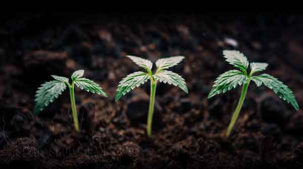 Characteristics Of A 3-week Old Cannabis Seedling