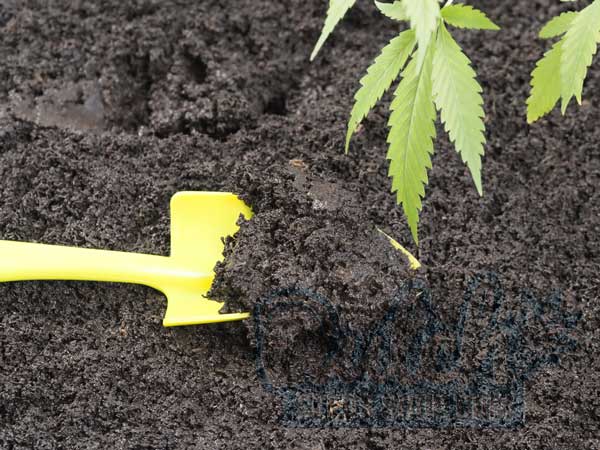 Characteristics and Composition of Ideal Cannabis Soil