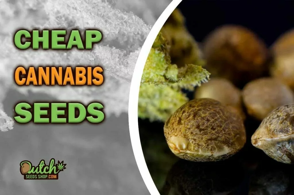 How Much Cost the Cheapest Cannabis Seeds Online? - DSS