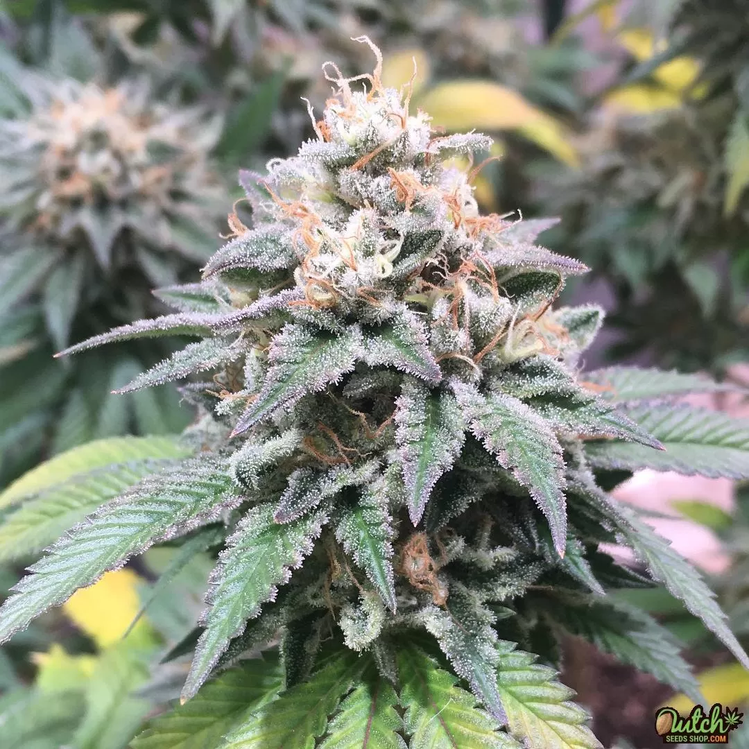 Buy Chemdog #4 Feminized Weed Seeds Online For Sale - DSS
