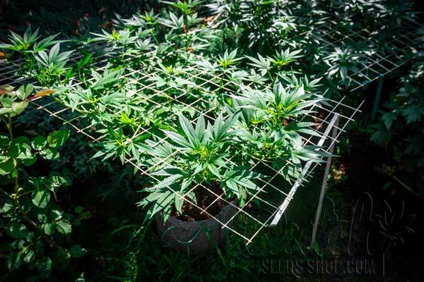 Choosing the Right Strains for Outdoor Scrogging