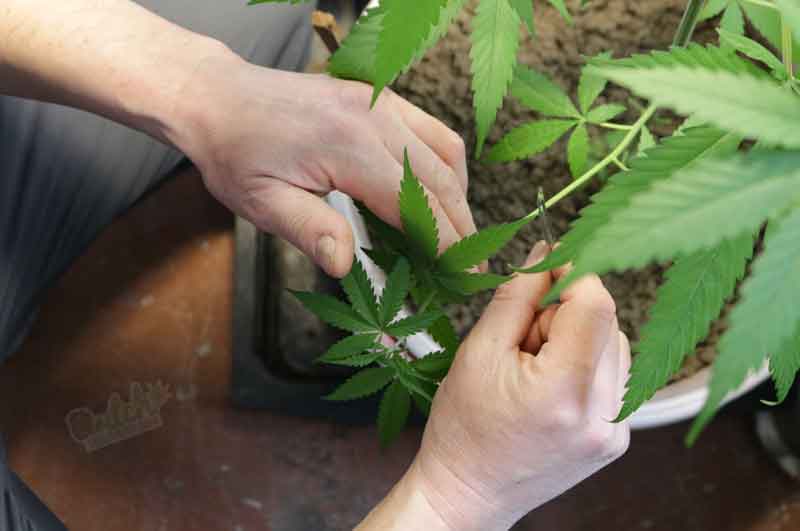 Clone Cannabis Plants