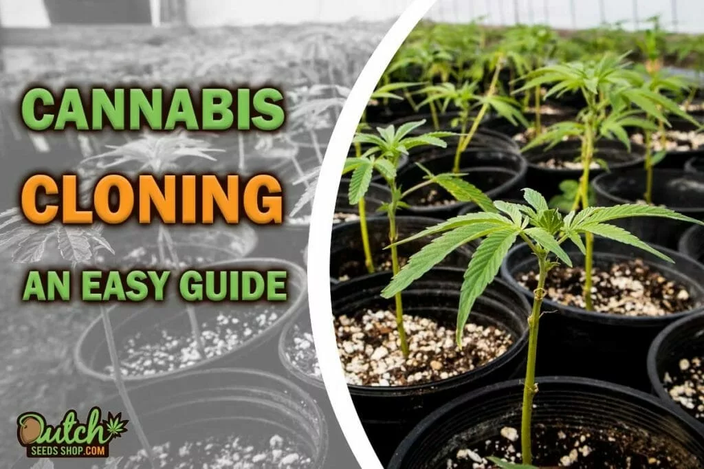 Cloning Cannabis: An Easy Guide to Clone Plants