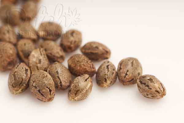 Color of Cannabis Seeds