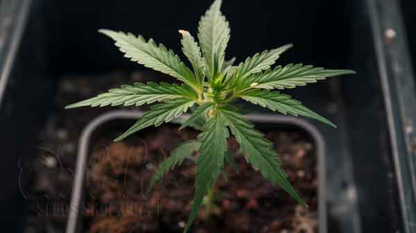 Common Issues With 3-week Old Cannabis Seedlings