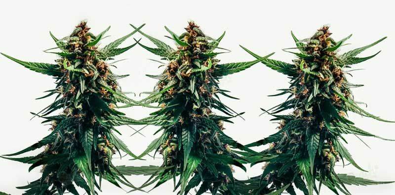 Cons of Feminized Cannabis Seed