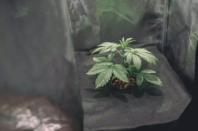 Controlled Environment: Using a Grow Room or Tent