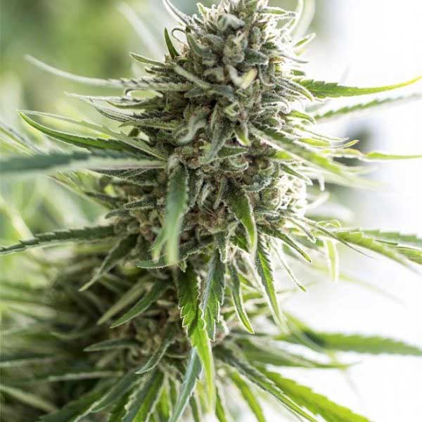 Buy Critical Mass Feminized Weed Seeds Online For Sale - DSS
