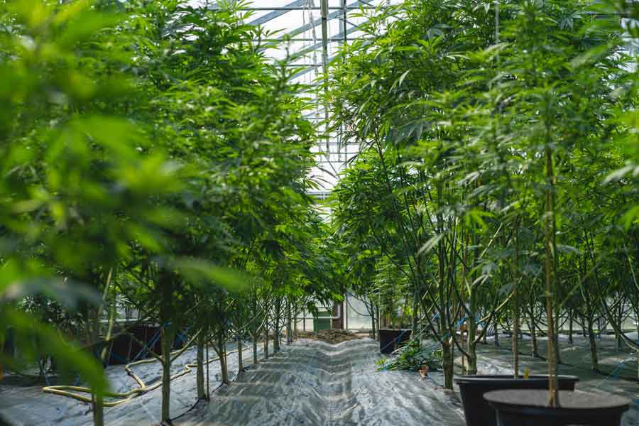Cultivation Of Medical Marijuana In Greenhouse