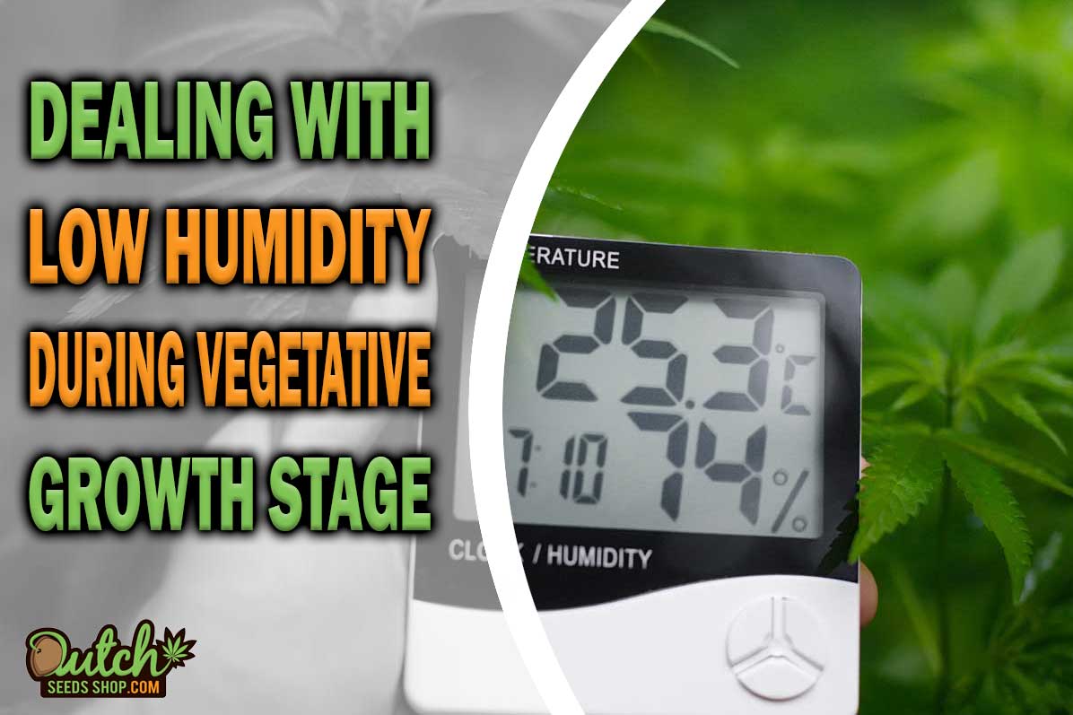 Dealing with Low Humidity During the Vegetative Stage