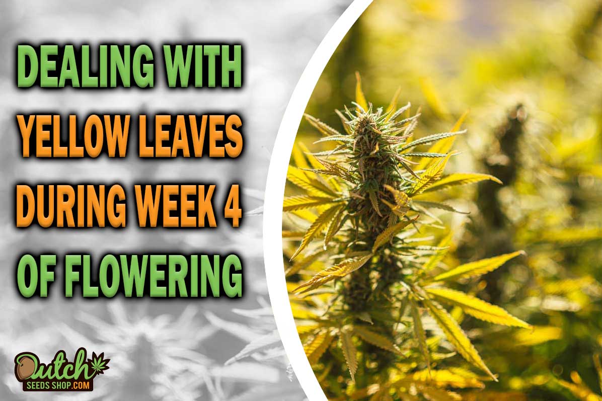 Dealing with Yellow Leaves During Week 4 of Flowering