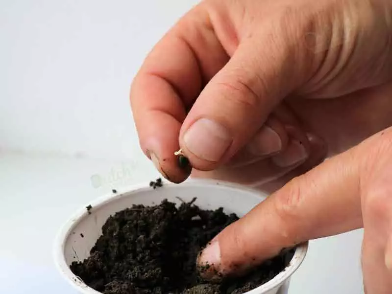 Direct In Soil Method