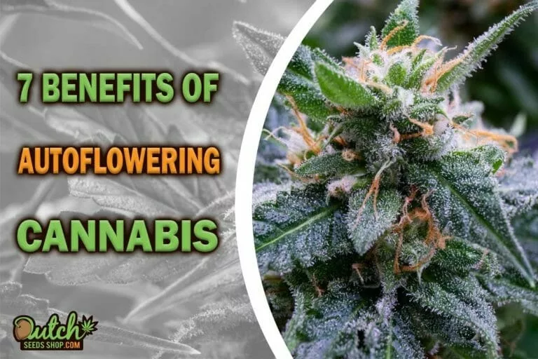 Discover the 7 Benefits of Autoflowering Cannabis Seeds