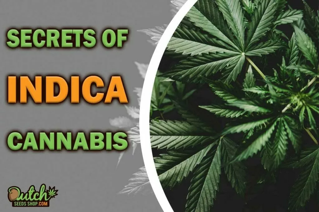 Discover the Secrets of Relaxing Cannabis Indica Plant