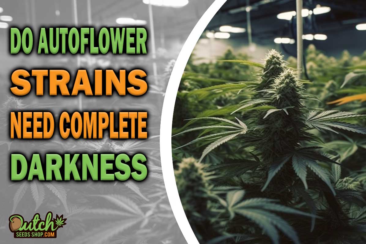 Do Autoflower Cannabis Plants Need Complete Darkness DSS