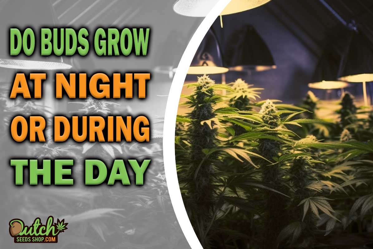 Do Buds Grow at Night or During the Day?