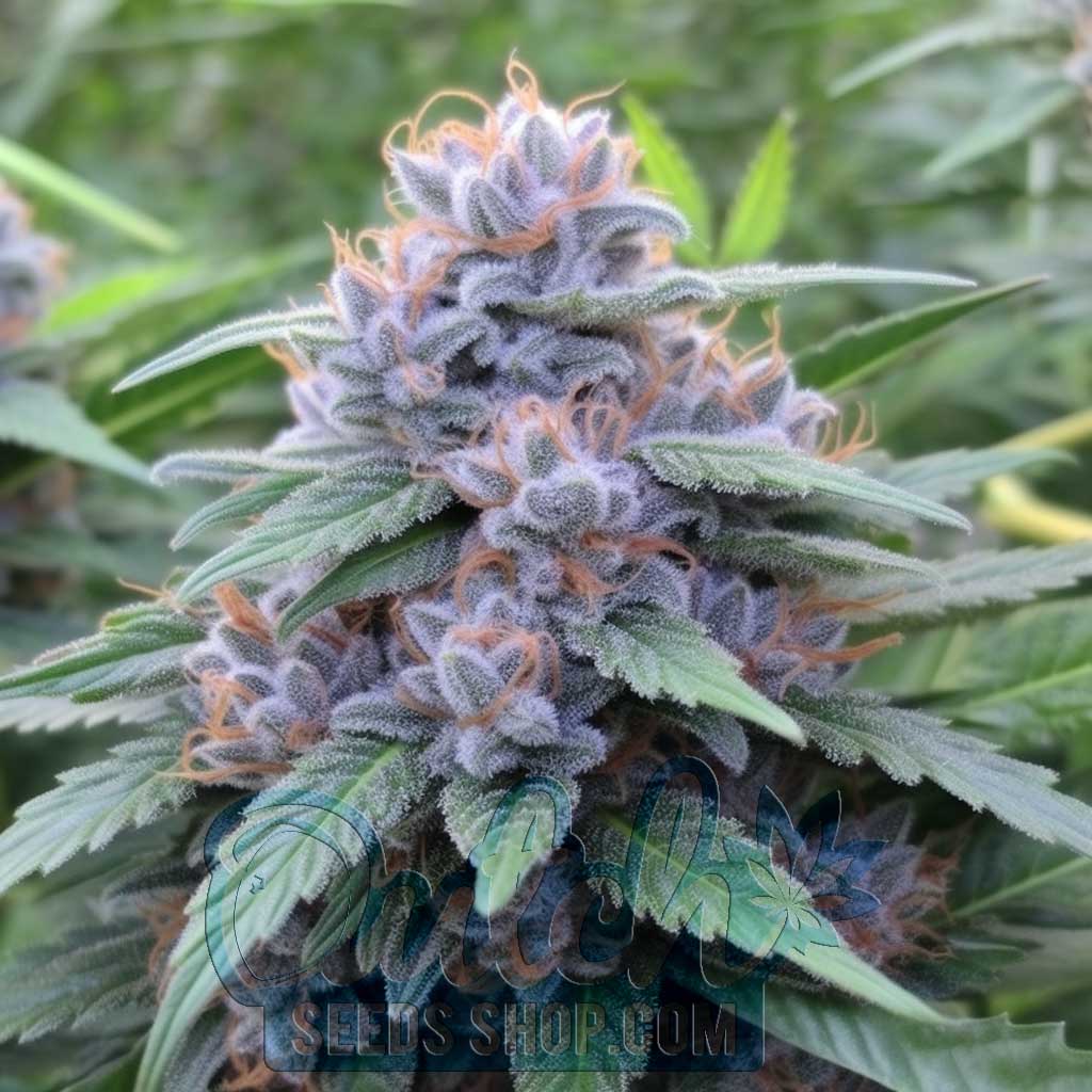 Do Si Dos Feminized Seeds – : 5 seeds