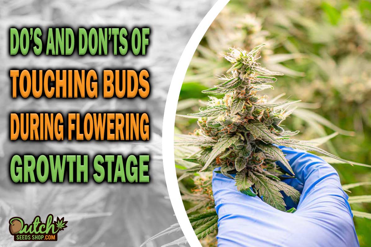 The Do’s and Don’ts of Touching Buds During Flowering