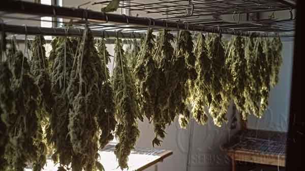 Drying Methods for Wet Weed