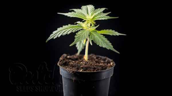 Early Cannabis Vegetative Stage