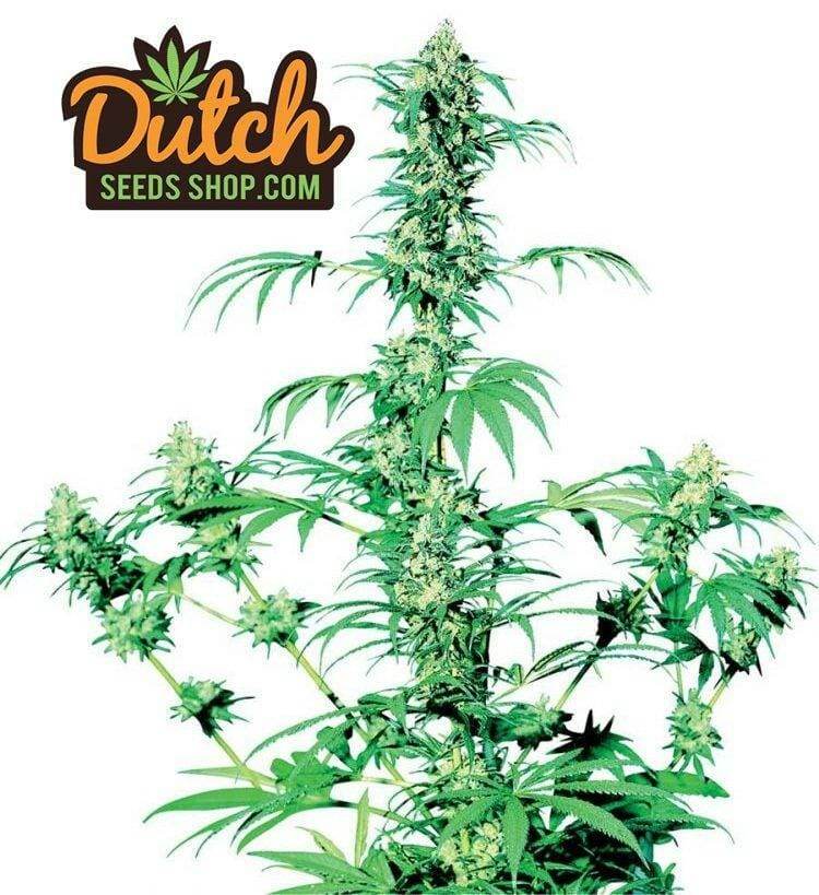 Buy Early Girl Feminized Cannabis Seeds Online For Sale -DSS