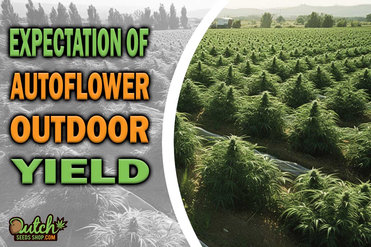 Autoflower Outdoor Yield: What to Expect?