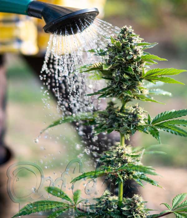 Expert Tips for Successful Watering