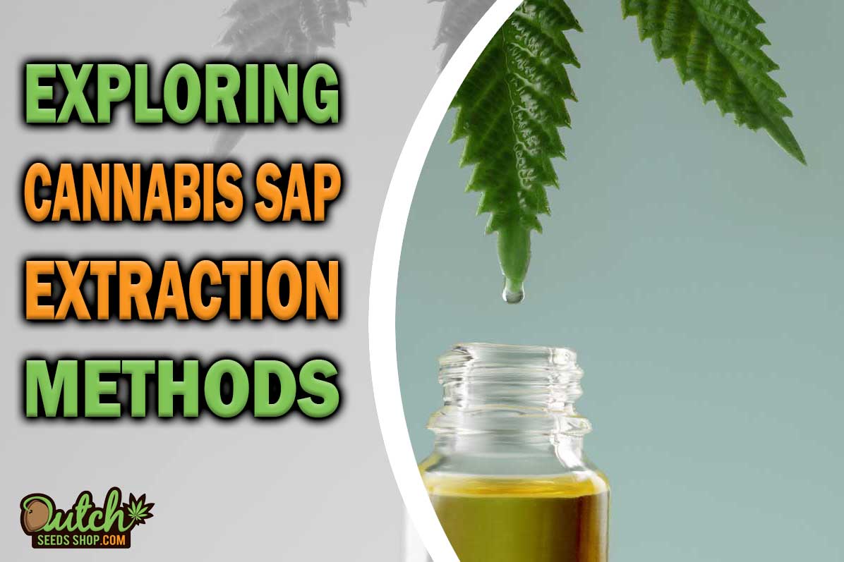 Exploring Cannabis Sap: Facts, Extraction, and Usage