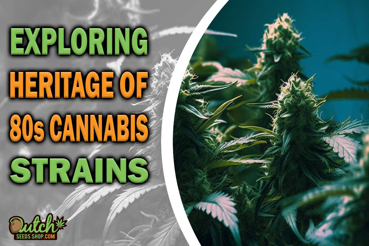 Strains from the 80s: Exploring Cannabis Heritage