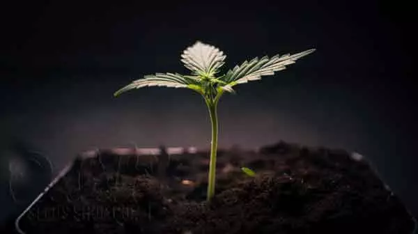 Factors Affecting Cannabis Seedlings Growth