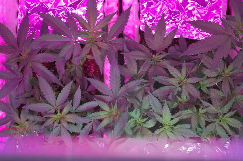 Factors Affecting Yield Autoflowering Cannabis