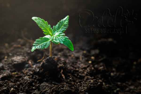 Factors To Consider Before Transplanting