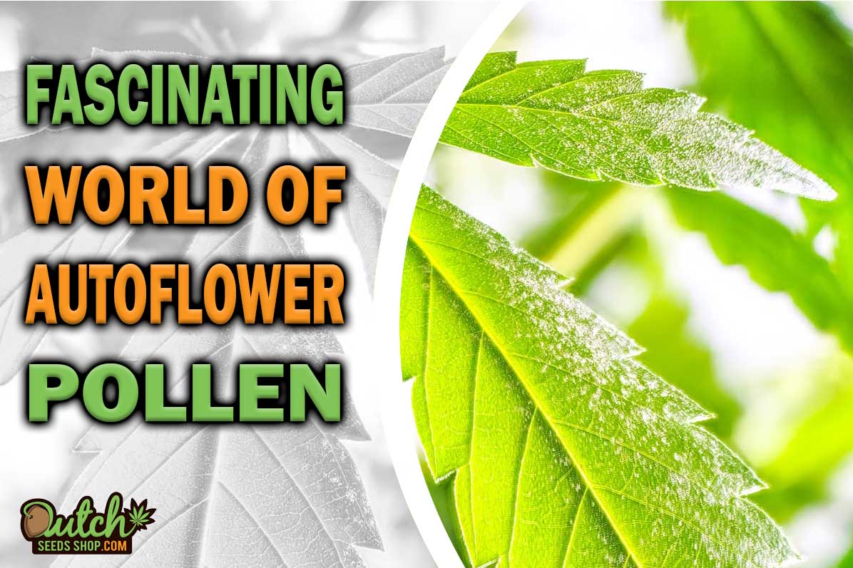 The Fascinating World of Autoflower Pollen