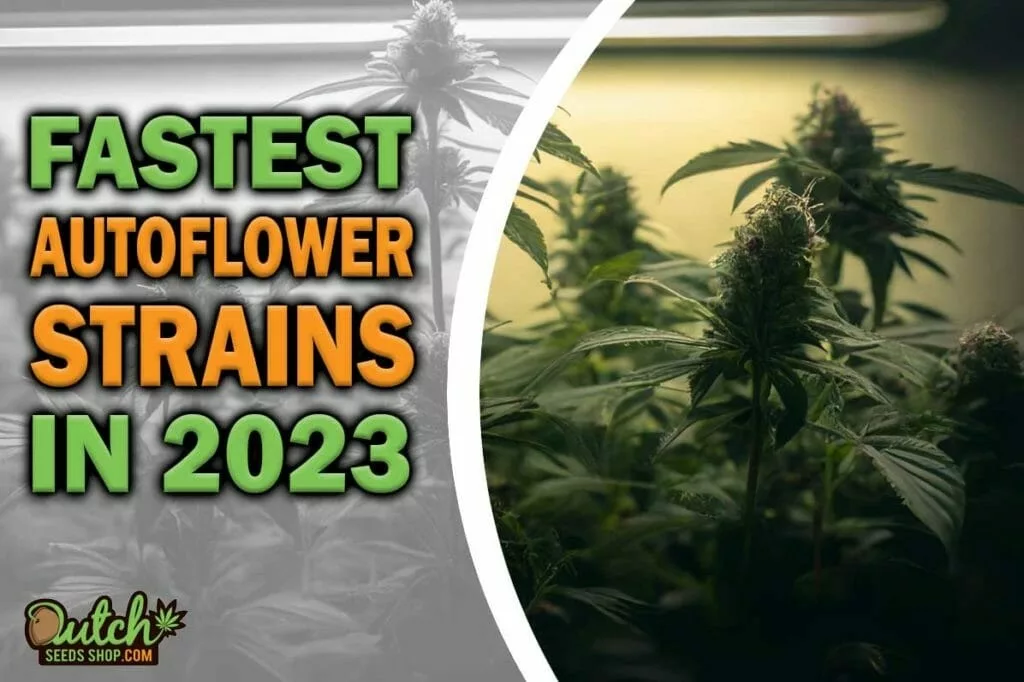 Fastest Autoflower Strains From Seed to Harvest 2023 DSS