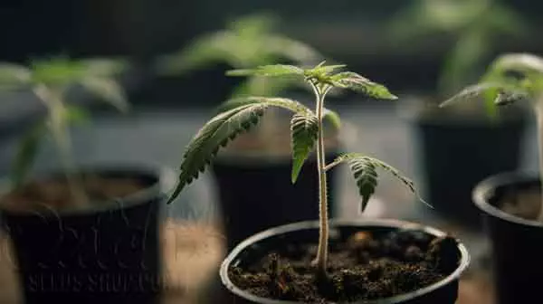 Female Cannabis Seedlings At 3 Week Old