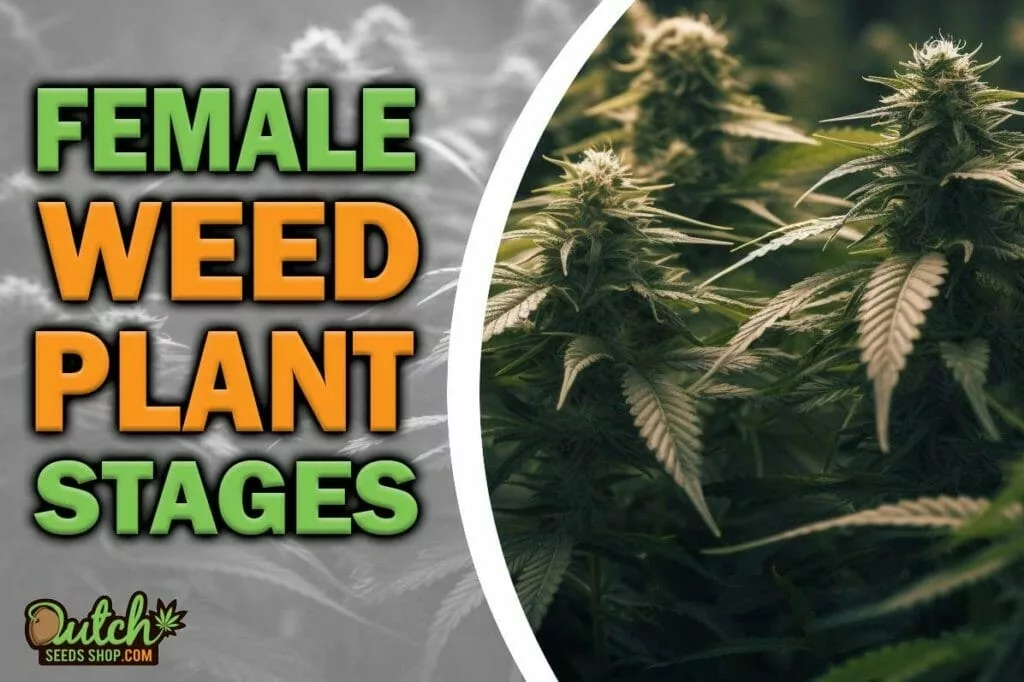 Female Weed Plant Stages: Essential Growing Tips