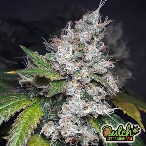 Buy BubbleGum Autoflower Cannabis Seeds Online - DSS