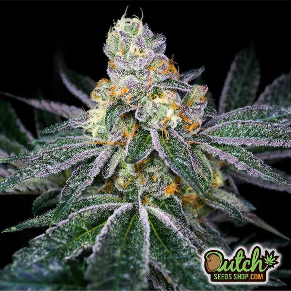 Buy Candyland Feminized Weed Seeds Online For Sale - DSS