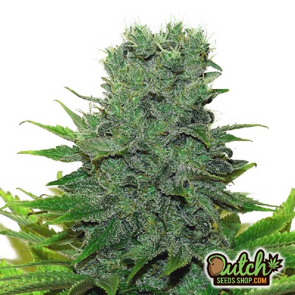 Buy Chocolope x Kush Feminized Cannabis Seeds Online - DSS
