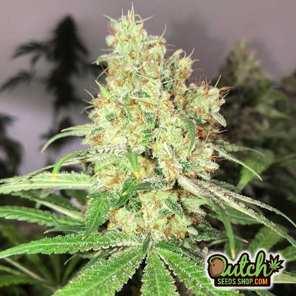 Buy Colombian Gold Feminized Cannabis Seeds Online - DSS